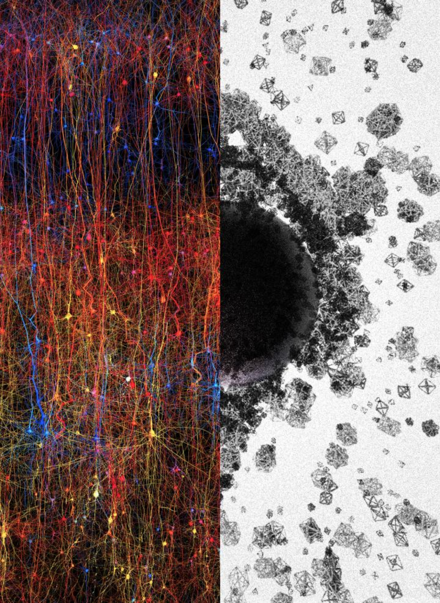 Alzheimer's autoantibodies